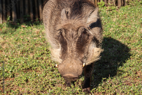 Valokuva Warzenschwein im Pilanesberg Nationalpark in Südafrika