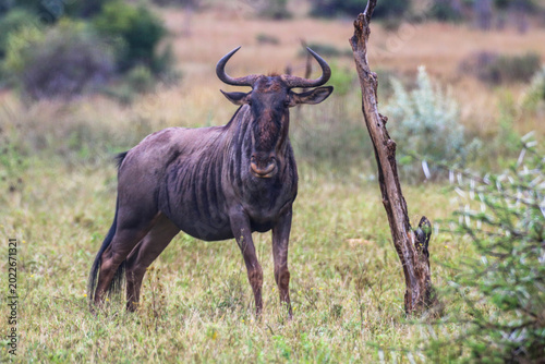 Gnu im Pilanesberg Nationalpark in Südafrika