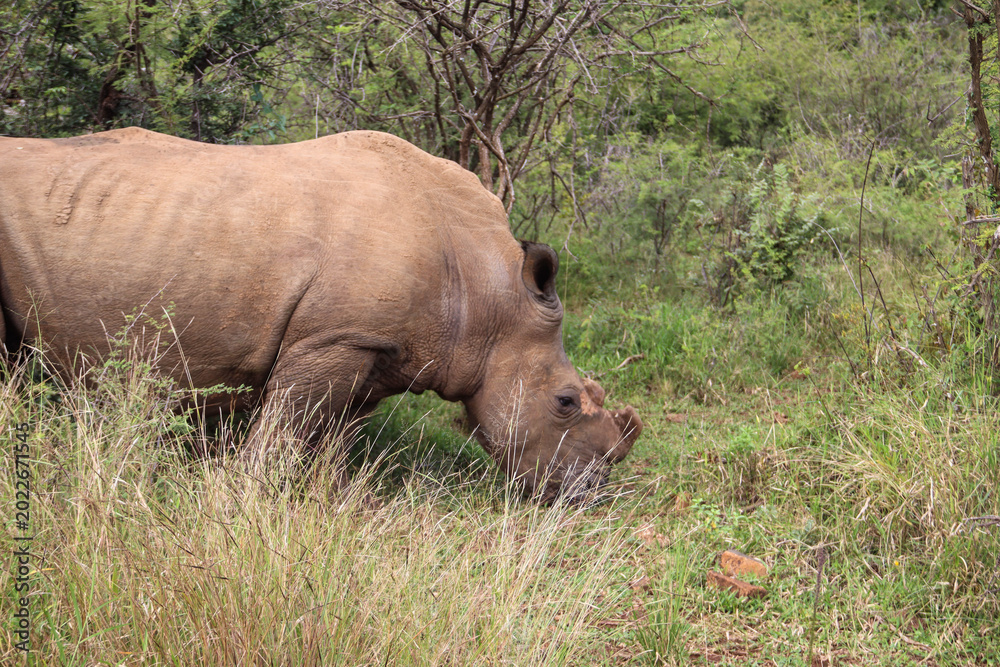 Fototapeta premium Nashorn im Pilanesberg Nationalpark in Südafrika