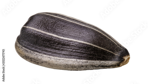 Fotografie Single striped sunflower seed with textured shell, isolated on transparent backg