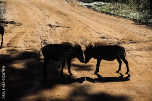 Φωτογραφία Warzenschweine im Marakele Nationalpark in Südafrika