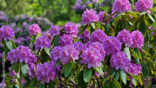 Fotografija Rhododendron bushes with purple flowers, blooming in the garden.