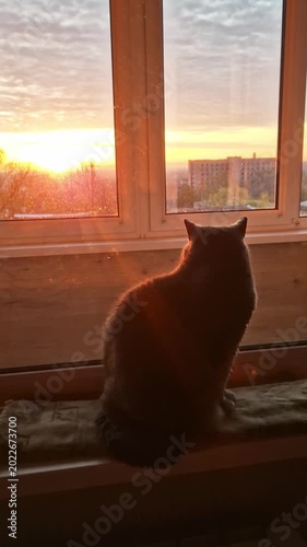 A domestic cat silhouette sits on a windowsill watching a vibrant sunset over city buildings during golden hour. Concept of peaceful solitude, evening relaxation, and home comfort.