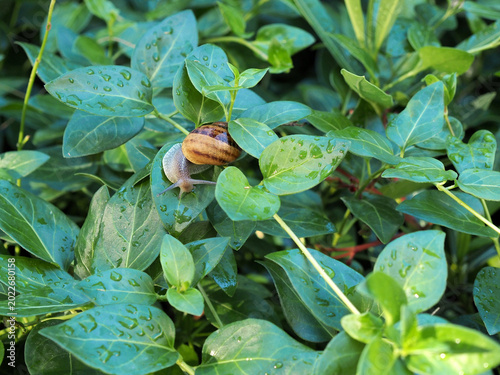 Caracol sobre hojas verdes mojadas por la lluvia
