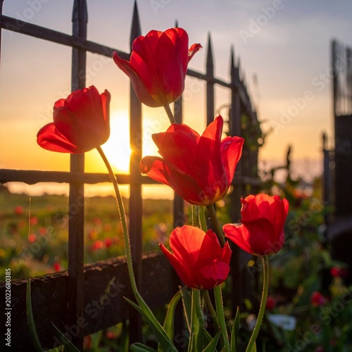 Red tulips at sunset by fence