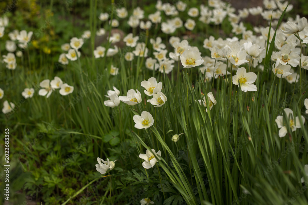 Fototapeta premium Spring Garden Full of Blooming Colorful Flowers