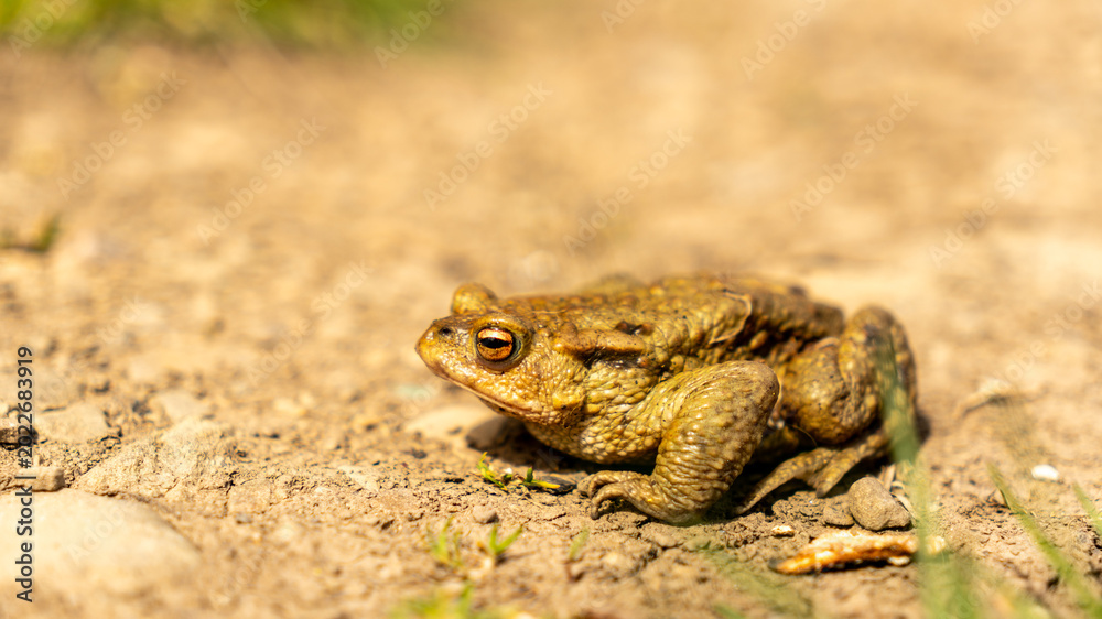 Fototapeta premium A frog toad sits on the ground, basking in the sun. camouflage