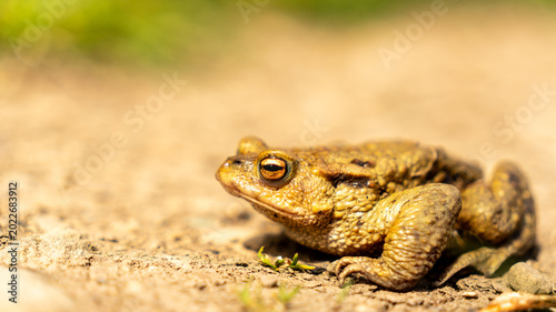Fotografia A frog toad sits on the ground, basking in the sun. camouflage