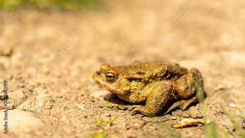 Bild auf Leinwand A frog toad sits on the ground, basking in the sun. camouflage