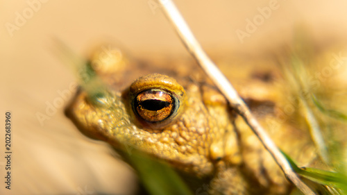 Canvas Print A frog toad sits on the ground, basking in the sun. camouflage