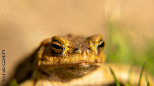 Fotografia A frog toad sits on the ground, basking in the sun. camouflage