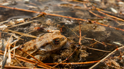 Quadro em tela A toad sits among leaves and branches in the water, basking in the sun