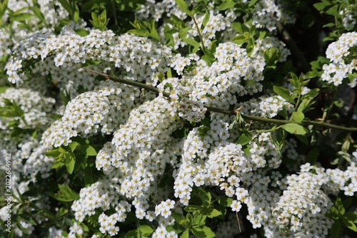 Photos Weiße Blüten in voller Pracht