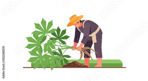 Farmer Harvesting Cassava Roots from Plant in Field, Agricultural Work
