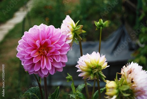 Ein Blumenbeet mit rosa Dahlien.