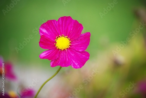 Eine rosa Kosmee vor grünem Hintergrund.