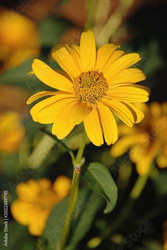 Makro einer Sonnenhut Blüte.
