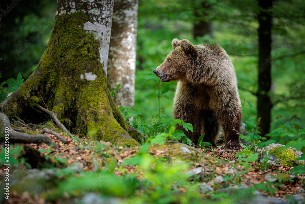 Obraz premium A day deep in the Slovenian forest with bears and foxes