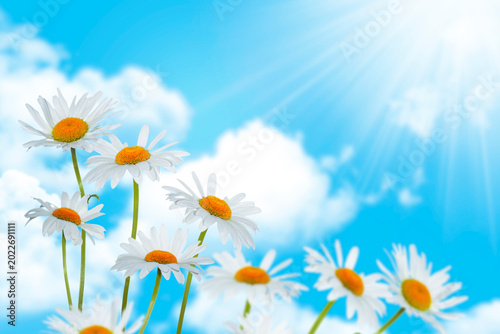 Summer landscape. White daisies against a blue sky with clouds. Nature. Garden Chamomile.