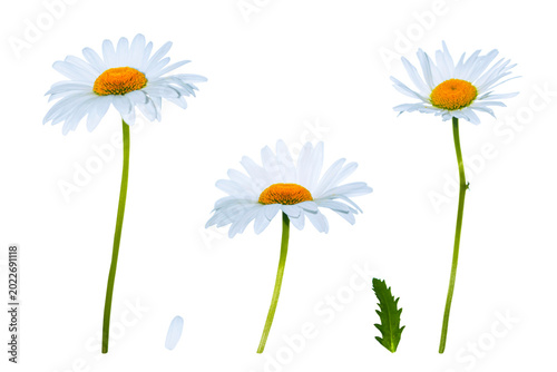 Chamomile. White garden chamomile flowers isolated on white background. Leaves and petals.