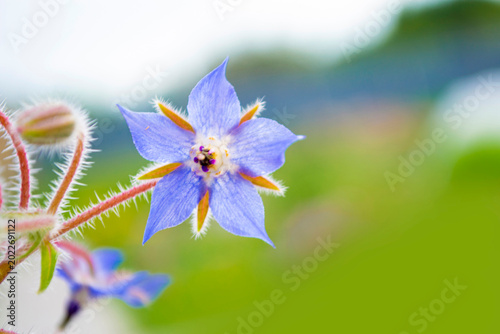 Cucumber grass, Borago officinalis.  Close up of a borage flower in a summer garden. Blue star