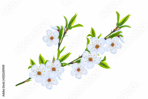 Spring. Cherry tree branch with flowers and leaves on a white background. Plant in bloom.