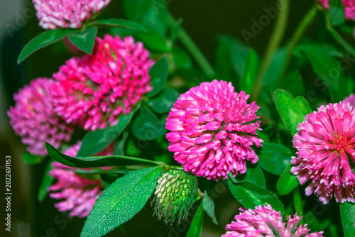 Wild flowers. Summer landscape with blooming clover. Meadow with pink flowers.