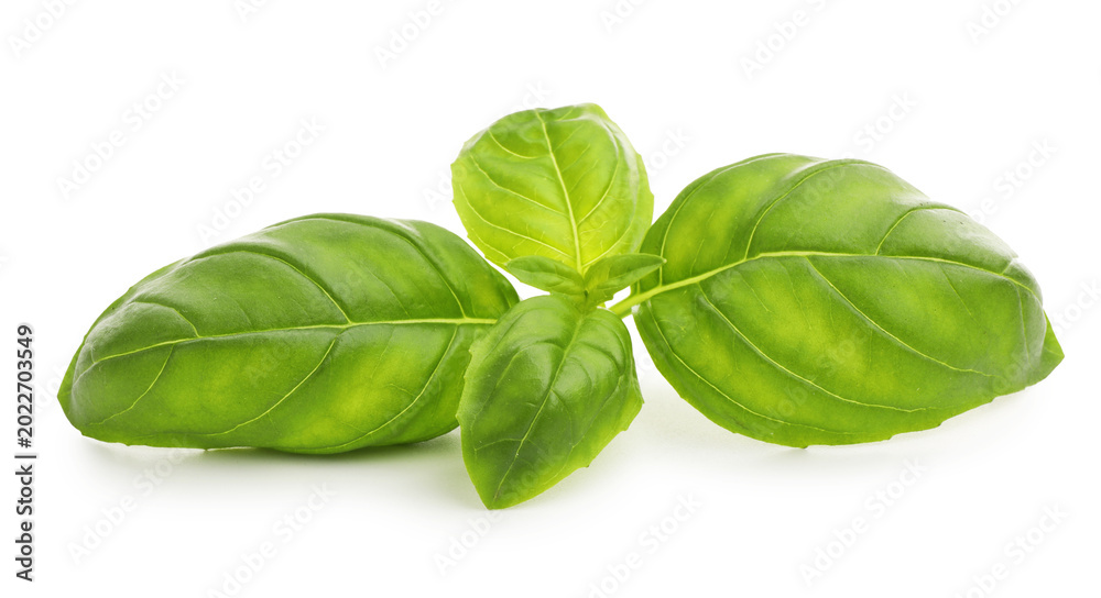Fototapeta premium Fresh green basil leaves isolated on white