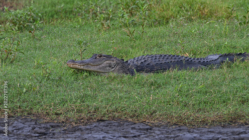 American alligator on cyprus swamp bank.