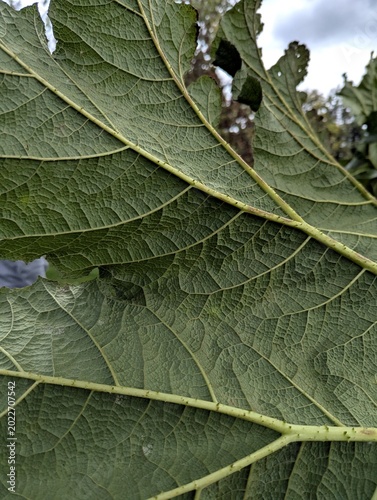 green leaf background texture plant