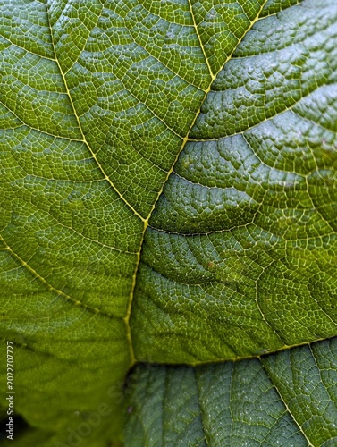 green leaf background texture plant
