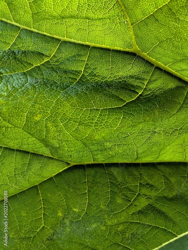 green leaf background texture plant