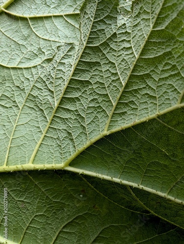 green leaf background texture plant
