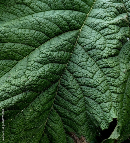 green leaf background texture plant