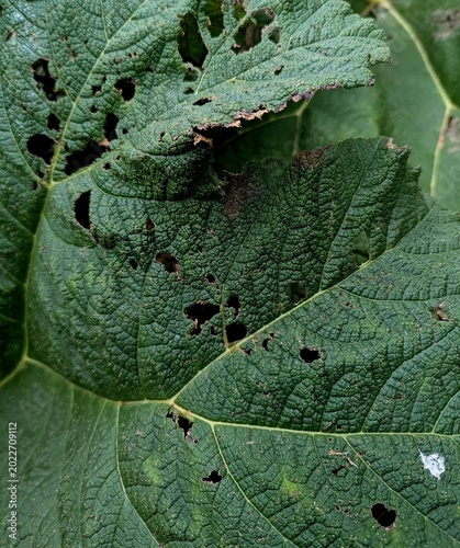green leaf background texture plant