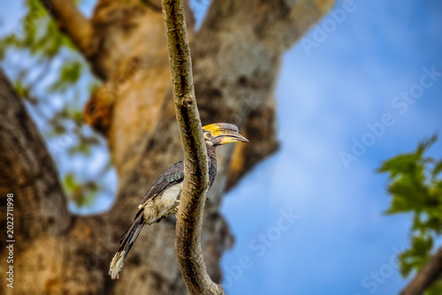 Bild auf Leinwand Oriental Pied Hornbill perching on a tree