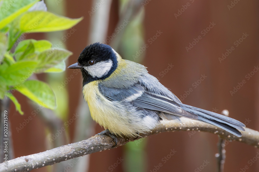 Obraz premium colorful great tit in the garden