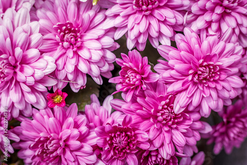 pink chrysanthemum flowers