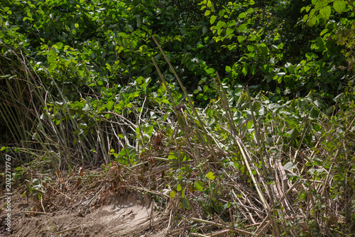 a large pile of cut japanese knotweed stalks and wild shrubs lying on the dirt ground next to a road for clearing the path
