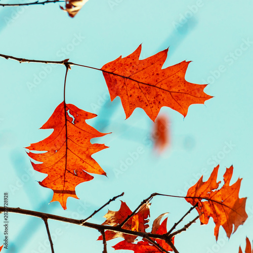 Autumn Leaves on Branches Against a Bright Blue Sky Background