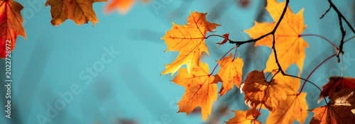 Vibrant Autumn Leaves Against a Clear Blue Sky