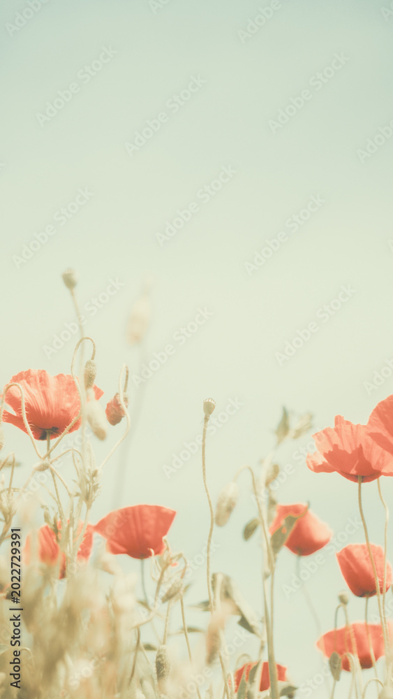 Naklejka premium Soft focus close up of red poppies blooming in a field. Shot with vintage lens for artistic bokeh and retro teal and orange film look. Dreamy summer atmosphere.