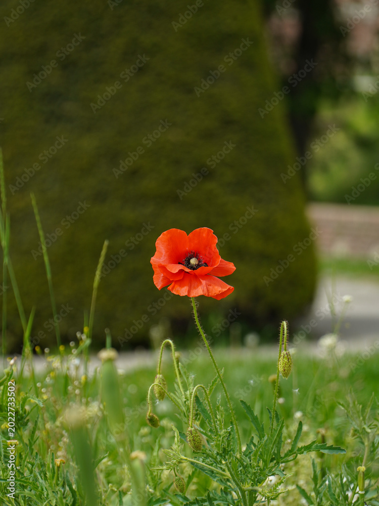 Obraz premium a close-up photo of a bright red flower against a green background