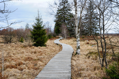 Quadro su tela Belgium - Wooden Boardwalk Winding Through Dry Grassland