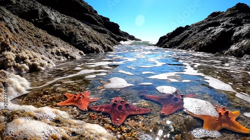 Starfish on rocky beach shore line.