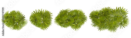 Collection of Rhapis plants isolated on white background from the top view