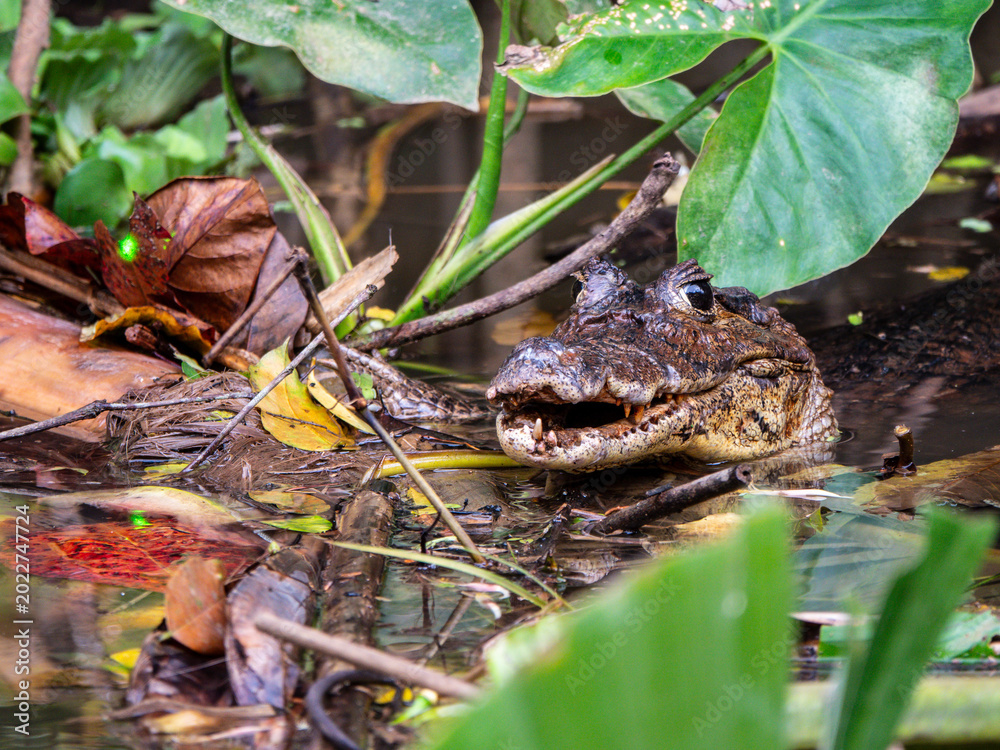 Fototapeta premium Spectacled Caiman swimming in a river close to lush vegetation in the tropical rainforest habitat. Wildlife photography showcases this reptile and the biodiversity. Port Limon, Costa Rica