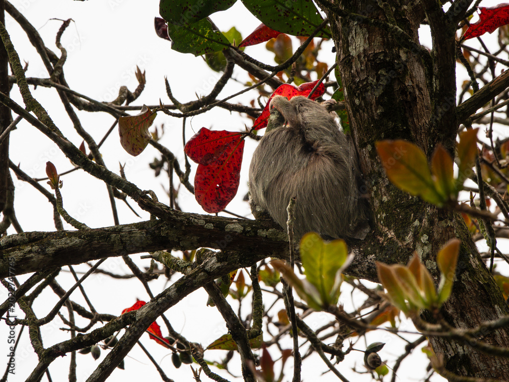 Fototapeta premium two-toed sloth