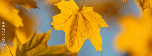 Golden Maple Leaves Against a Soft Sky Background in Autumn