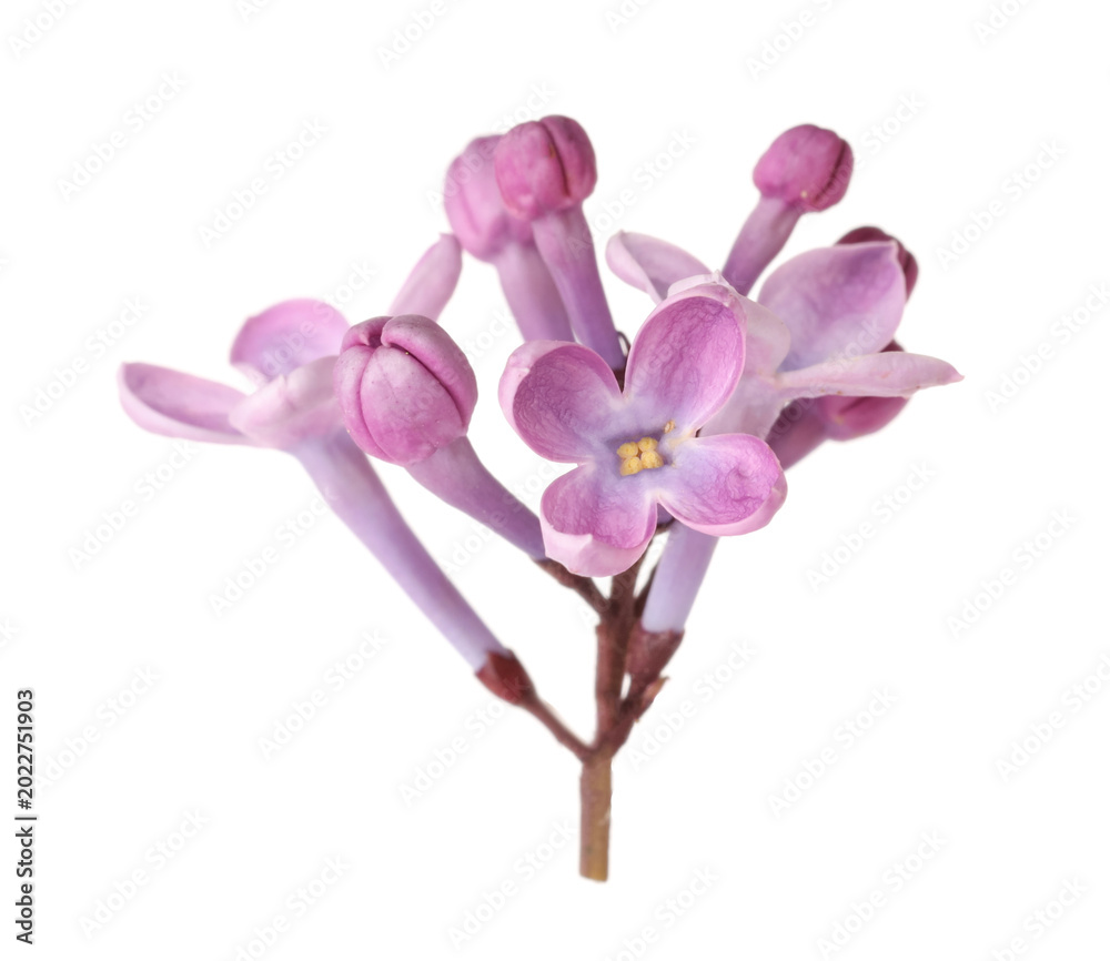 Obraz premium Fresh lilac flowers isolated on white. Beautiful blossom